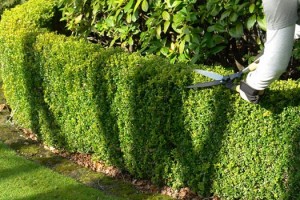 Tree & Shrub Pruning Boston