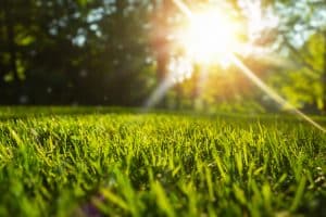 landscaper Needham