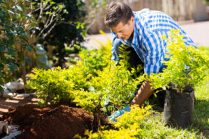 shrub transplanting Wellesley ma